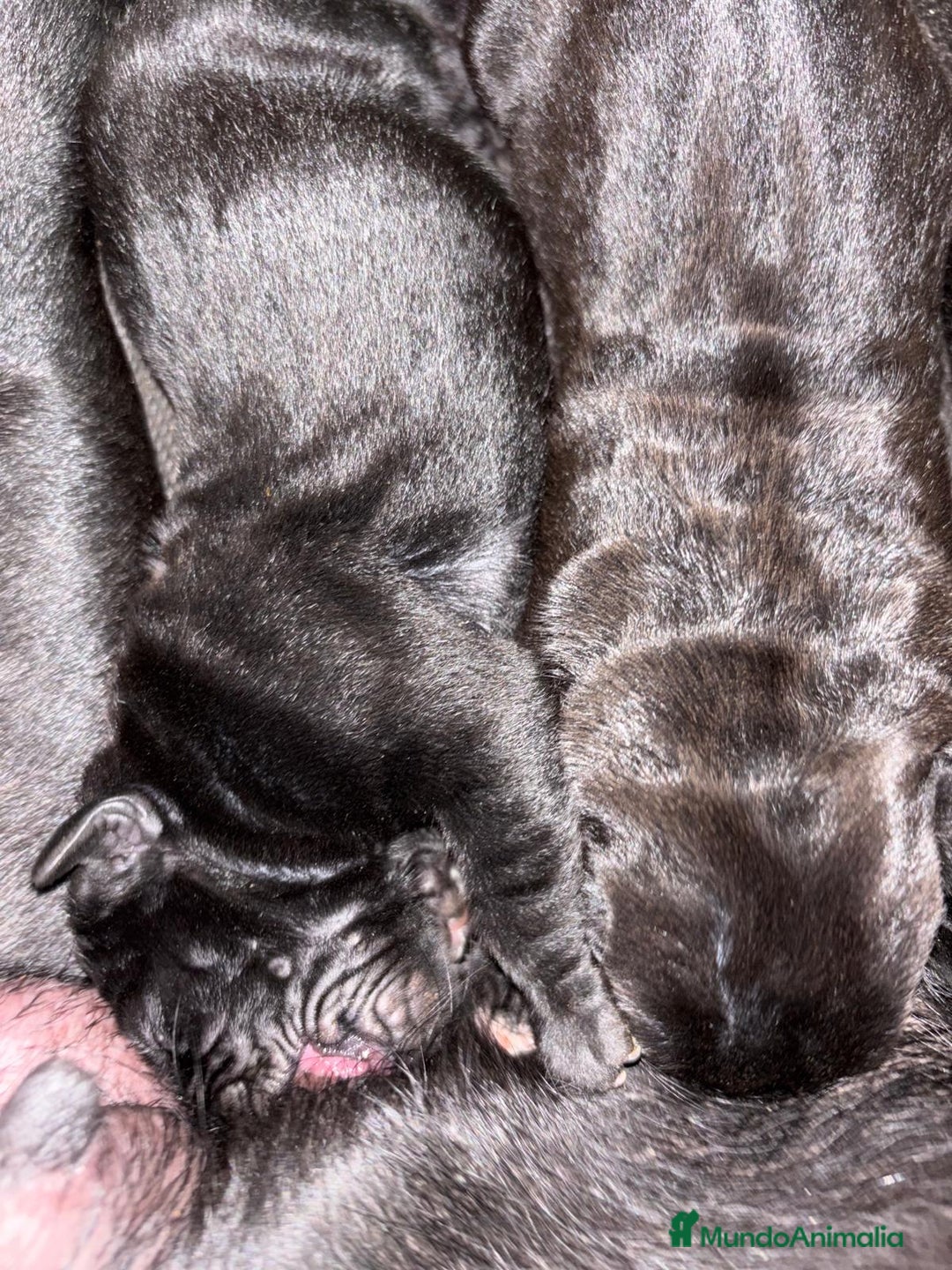 Cane Corso perros en venta: CACHORROS CANE CORSO - Anuncio 4