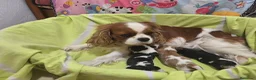 Cavalier King Charles Spaniel perros en venta: cachorros calidad compañia macho y hembra - Anuncio 4