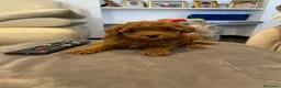 Caniche Toy perros en venta: caniche toy rojo en Valencia - Anuncio 4