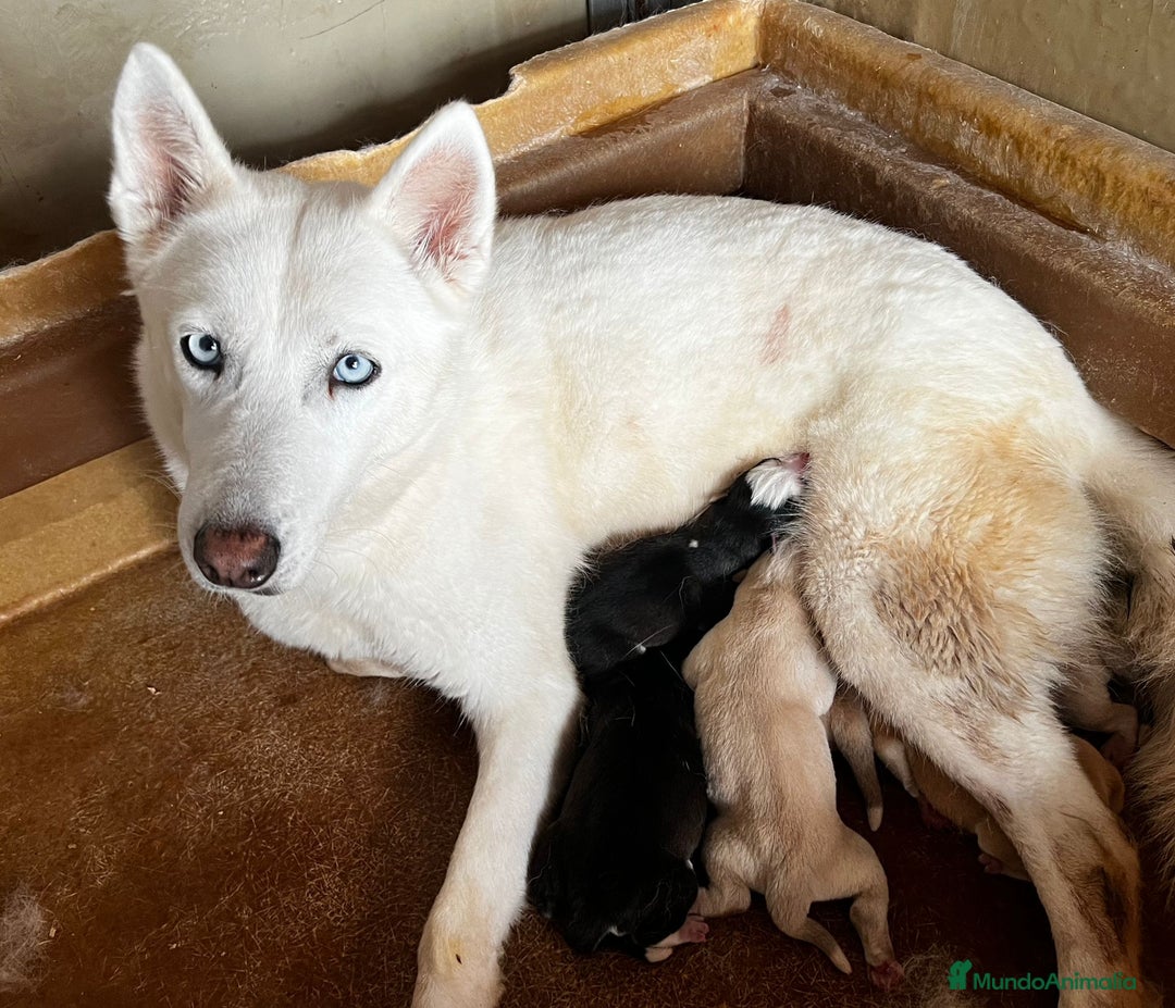 Otras razas perros en venta: Golden con Husky - Imagen 9