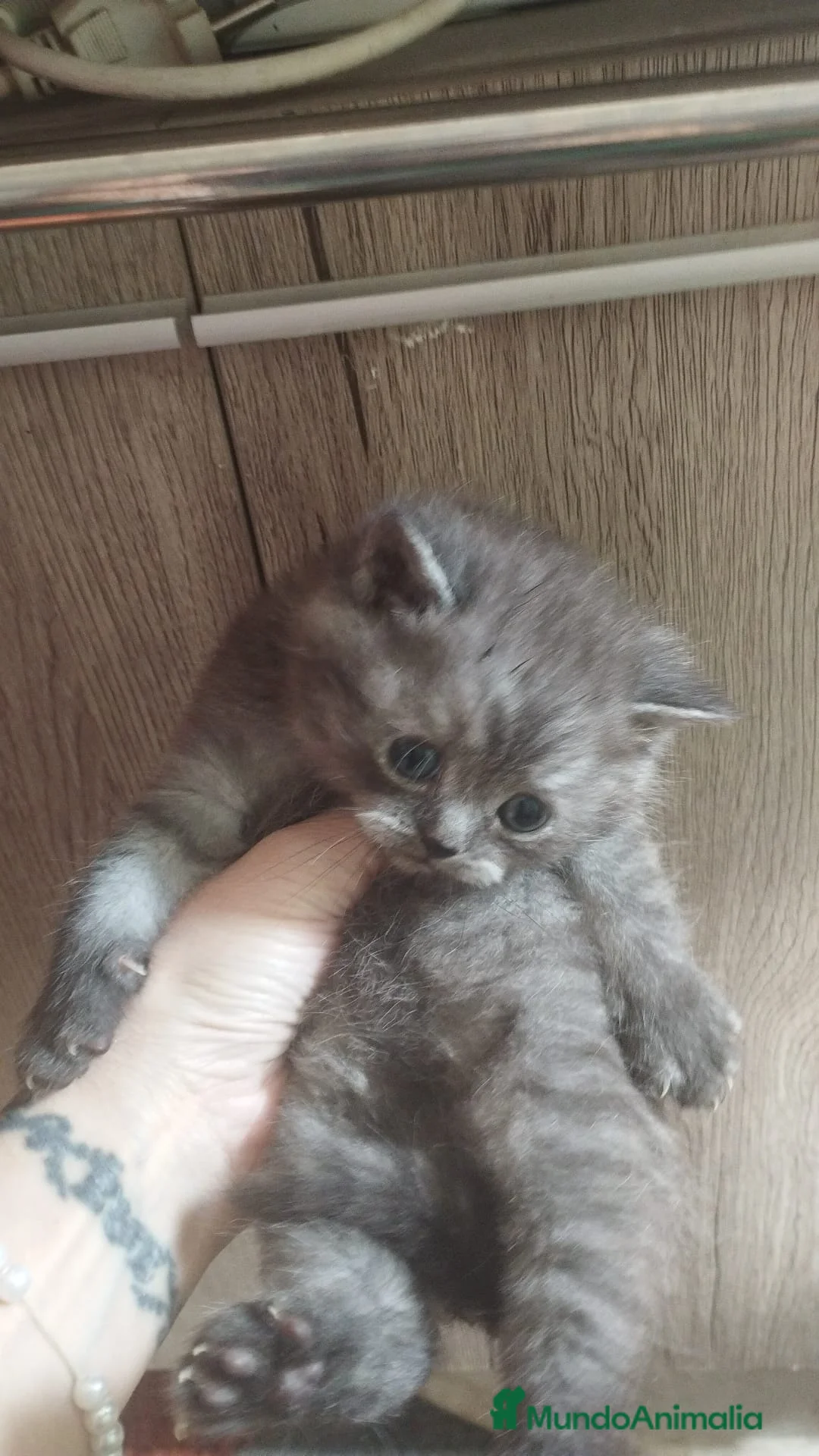 Británico de Pelo Corto gatos en venta: Macho y hembra de British  - Anuncio 1