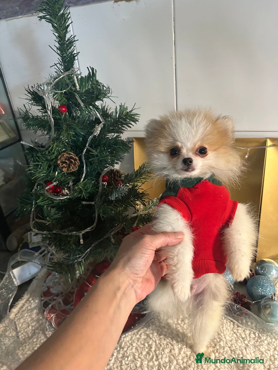 Pomerania perros en venta: Pomerania  - Anuncio 3