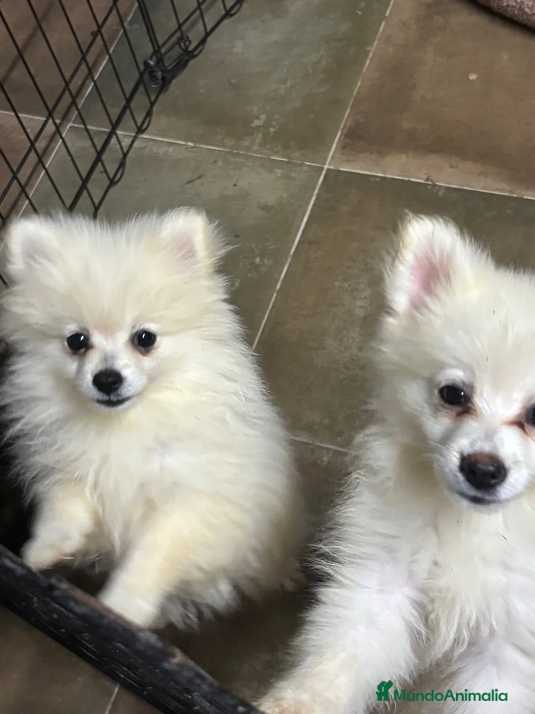 Pomerania perros en venta: Preciosos Pomerania  - Anuncio 1