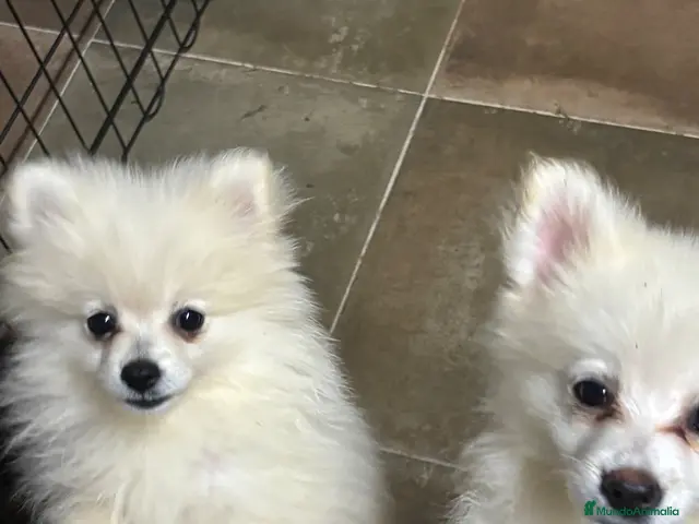 Pomerania perros en venta: Preciosos Pomerania - Anuncio 1