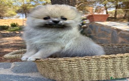 Pomerania perros en venta: Pomerania Sable Macho Disponible  - Imagen 4