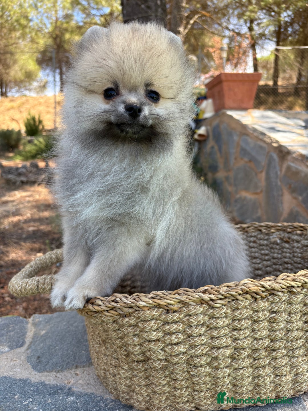 Pomerania perros en venta: Pomerania Sable Macho Disponible  - Imagen 4