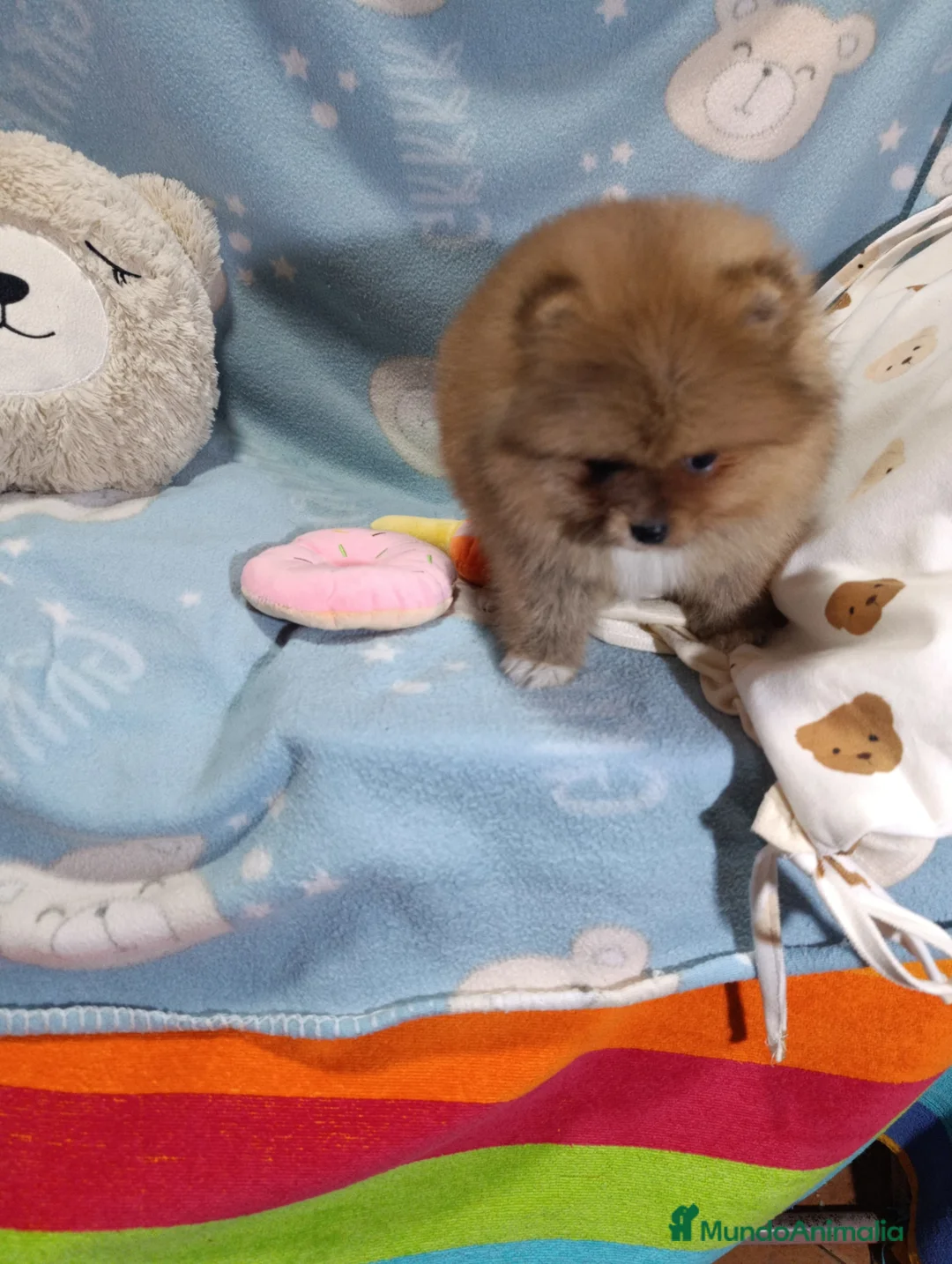 Pomerania perros en venta: ‼️POMERANIAS AMERICANOS TAMAÑO TOY  - Anuncio 1