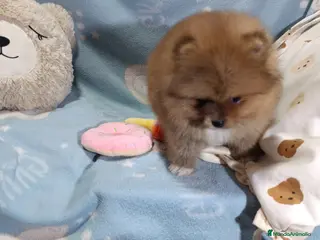 Pomerania perros ‼️POMERANIAS AMERICANOS TAMAÑO TOY - Anuncio 3