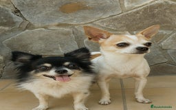 Chihuahua perros en venta: Último chihuahua !! - Imagen 6