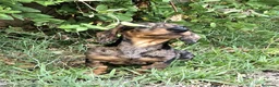 Teckel perros en venta: cachorro teckel arlequin - Anuncio 4