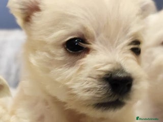 West Highland White Terrier perros en Badajoz - Anuncio 6