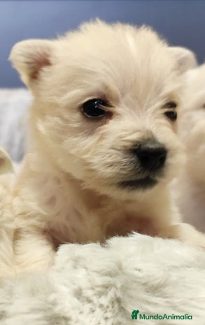 West Highland White Terrier perros en Badajoz - Anuncio 2