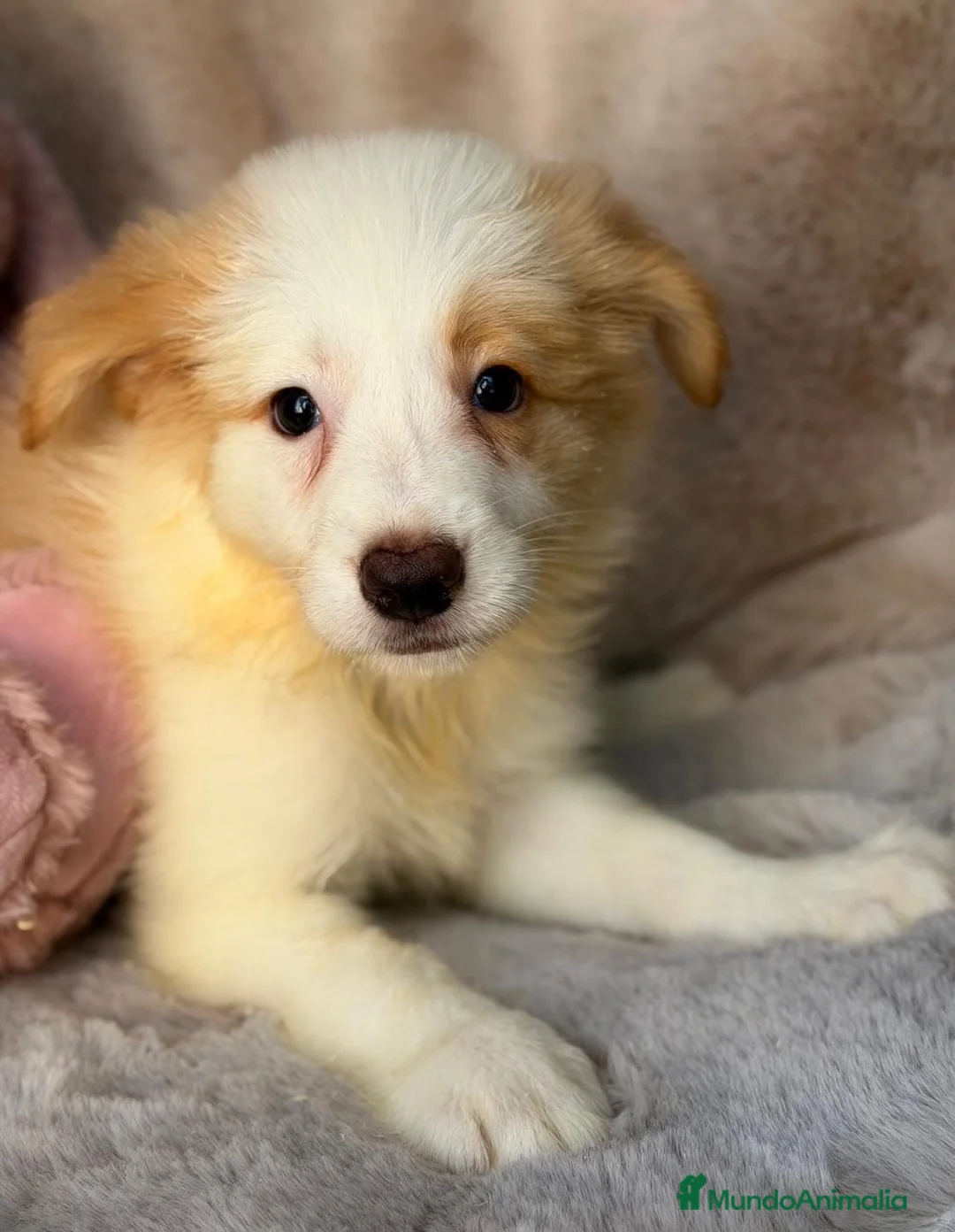 Border Collie perros en venta: Border collie hembra🐾🩷 - Anuncio 1