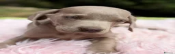Weimaraner perros en venta: BRACO DE WEIMAR DISPONIBLES - Anuncio 2