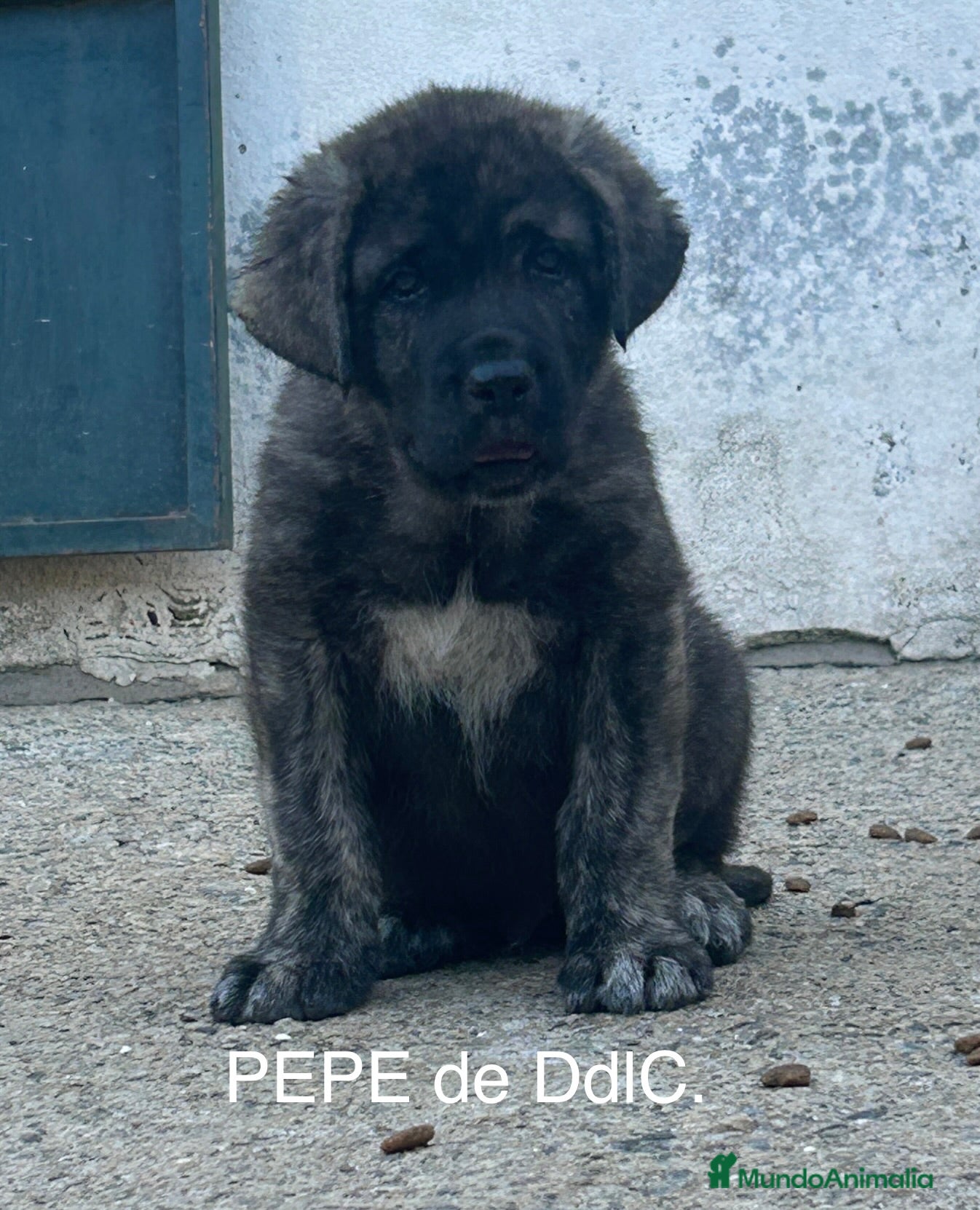 Mastín Español Cachorro 2