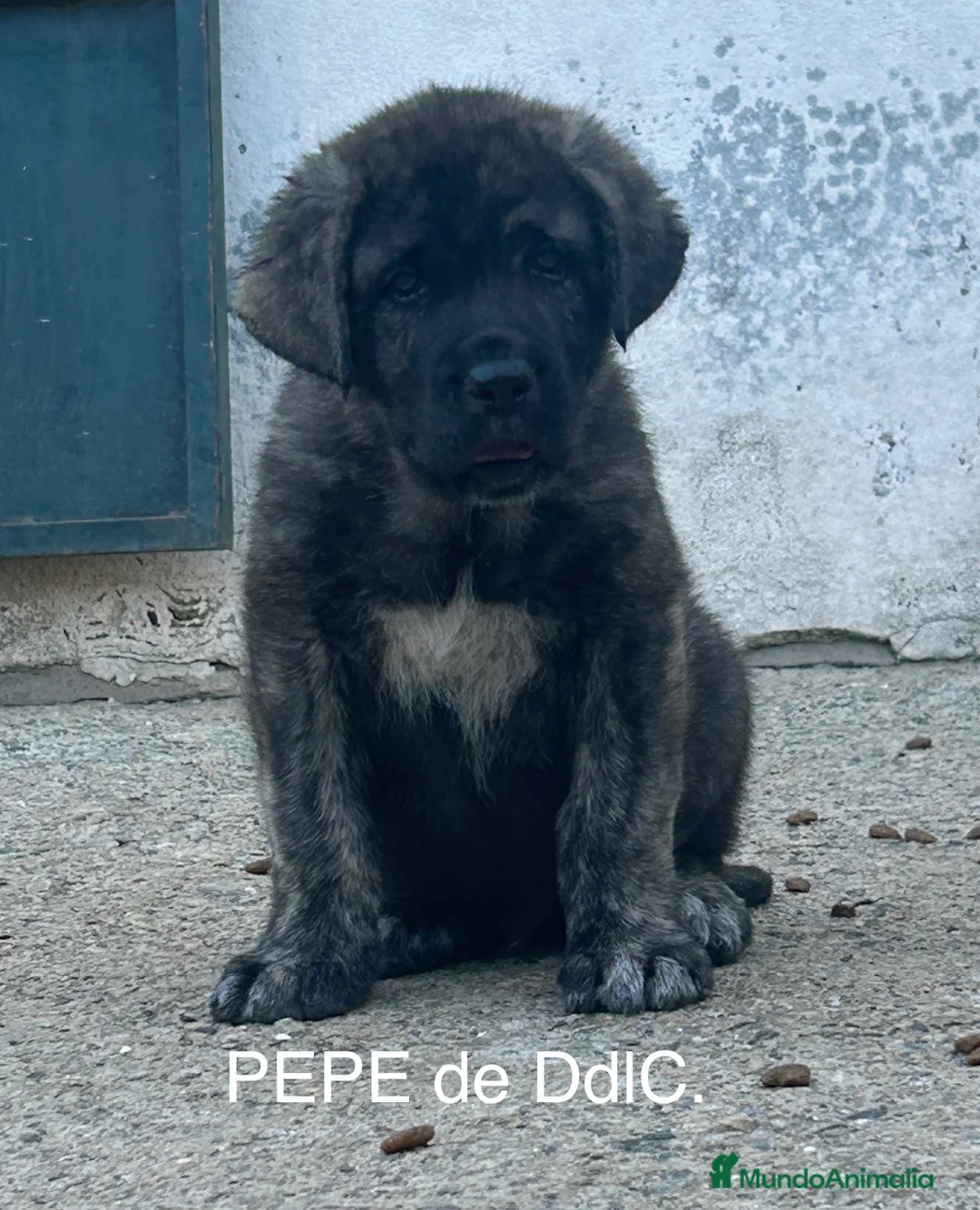 Mastín Español perros en venta: Mastín Español  - Anuncio 12
