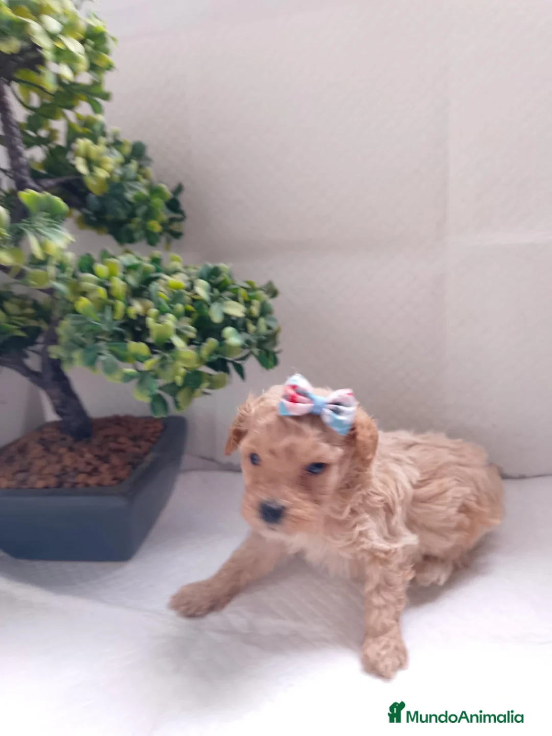 Maltipoo perros en venta: Maltipoo macho  - Anuncio 13