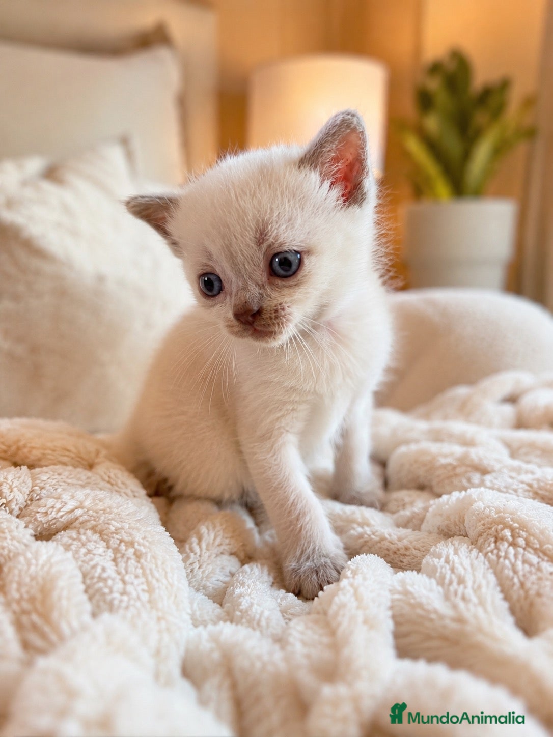 Británico de Pelo Corto gatos BRITISH DE PELO CORTO WHITE POINT🤍 - Anuncio 1