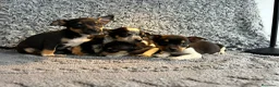Chihuahua perros en venta: Chihuahua machos  - Anuncio 2