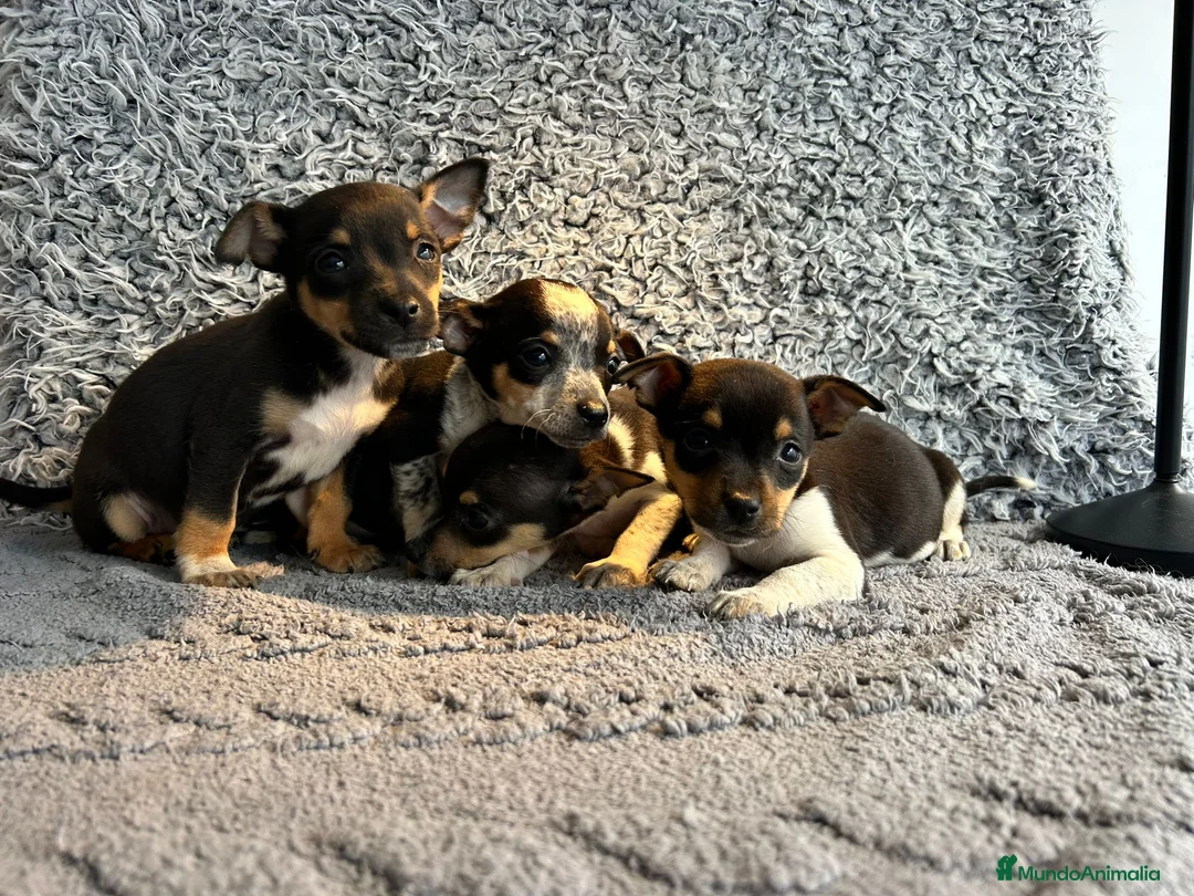 Chihuahua perros en venta: Chihuahua machos  - Anuncio 2