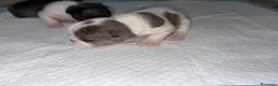 Bulldog Francés perros en venta: Bulldog francés  - Anuncio 2