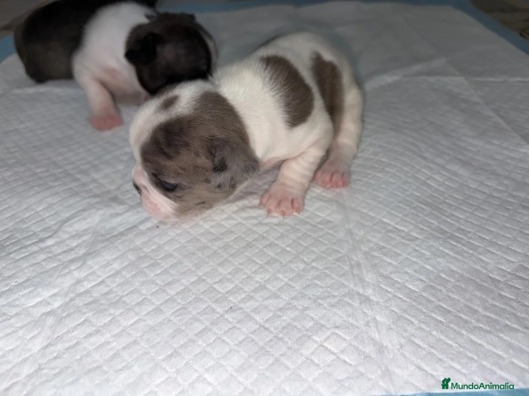 Bulldog Francés perros en venta: Bulldog francés  - Anuncio 2