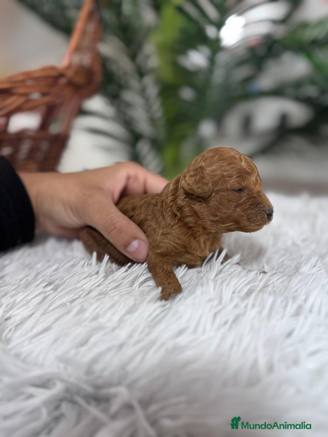 Caniche Toy perros en venta: CANICHE ROJO - Anuncio 7