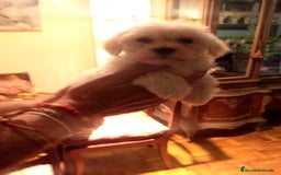 Bichón Maltés perros en venta: Bichoncitos Maltés - Imagen 6