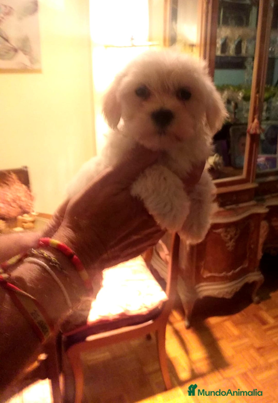Bichón Maltés perros en venta: Bichoncitos Maltés - Imagen 6