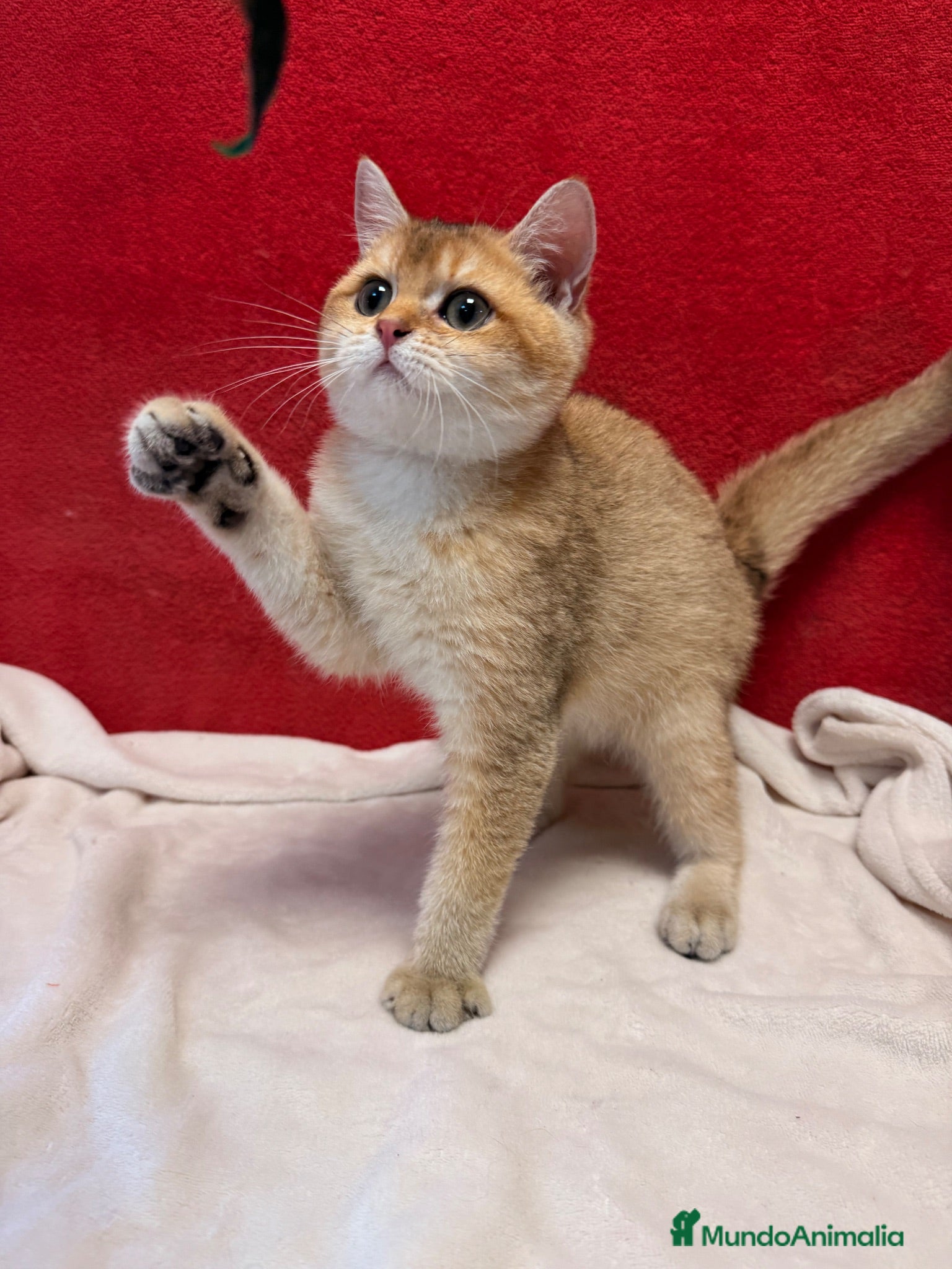 Británico de Pelo Corto gatos Precioso British Golden dorado - Anuncio 2