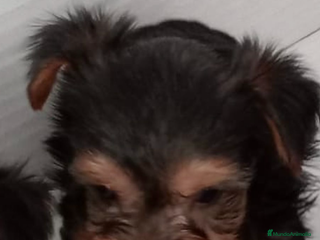Yorkshire Terrier perros - Anuncio 5