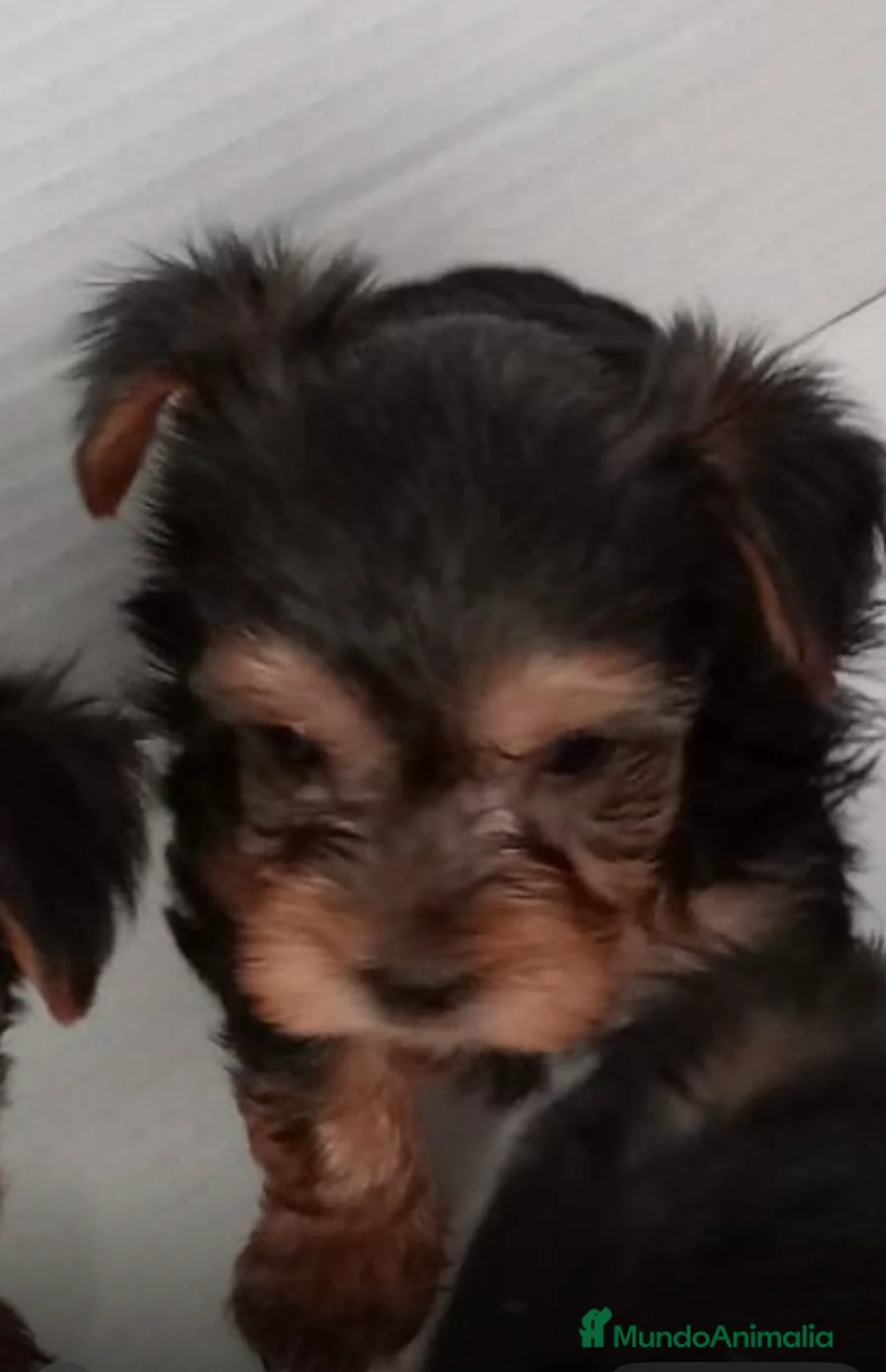 Yorkshire Terrier perros en venta: Yorkshire - Anuncio 1