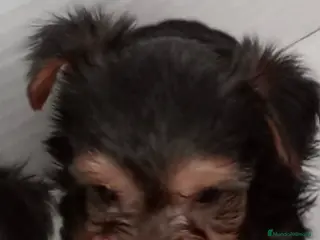 Yorkshire Terrier perros Yorkshire - Anuncio 10