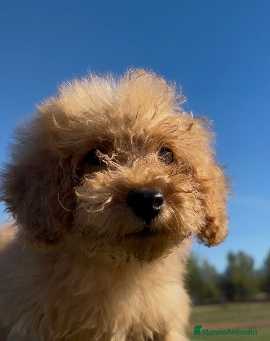 Caniche Toy perros en venta: CANICHE TOY  - Anuncio 1