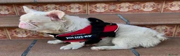Bulldog Francés perros en venta: Bulldog francés  - Anuncio 2