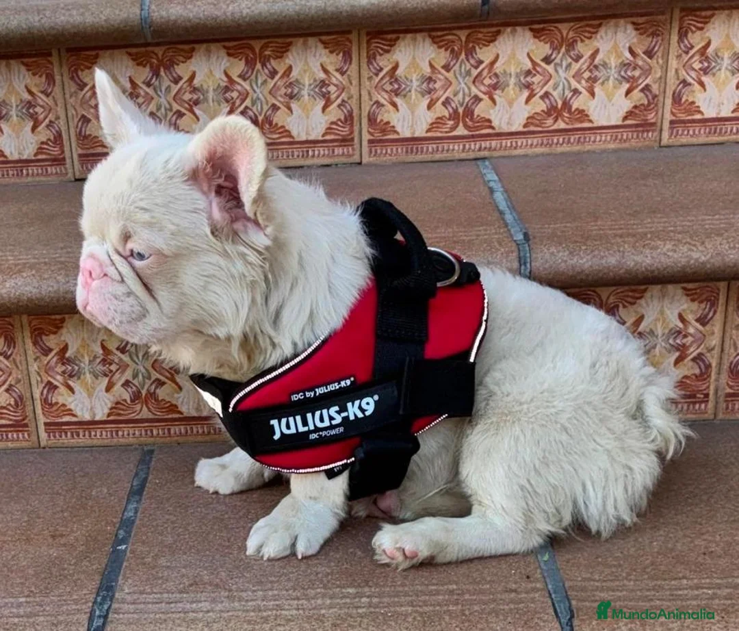 Bulldog Francés perros en venta: Bulldog francés  - Anuncio 2