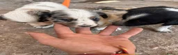 Border Collie perros en venta: Border collies de excelente calidad  - Anuncio 11