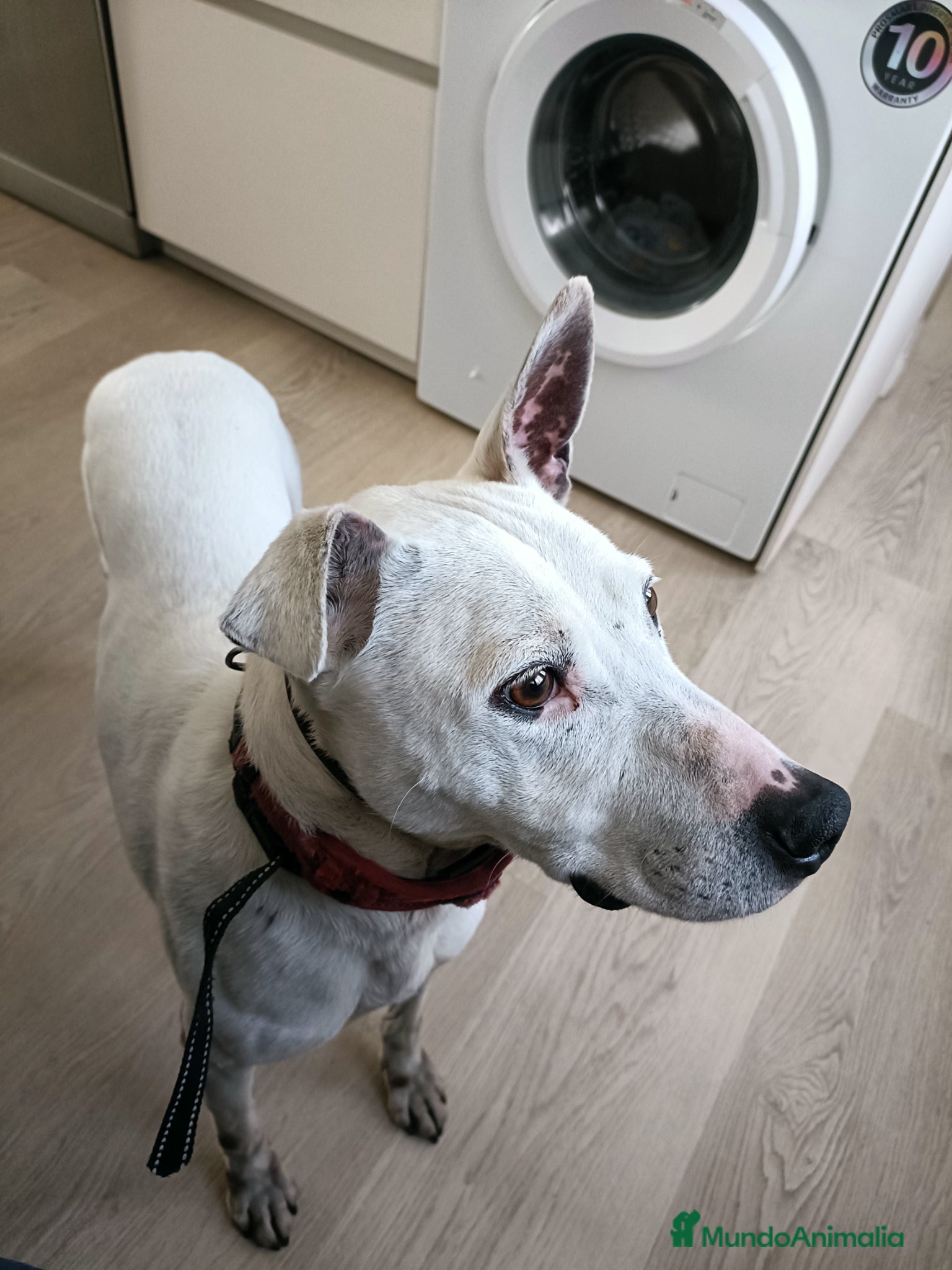 Raza Mixta perros Perro mestizo con pitbull - Anuncio 2