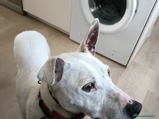 Raza Mixta perros Perro mestizo con pitbull - Anuncio 2