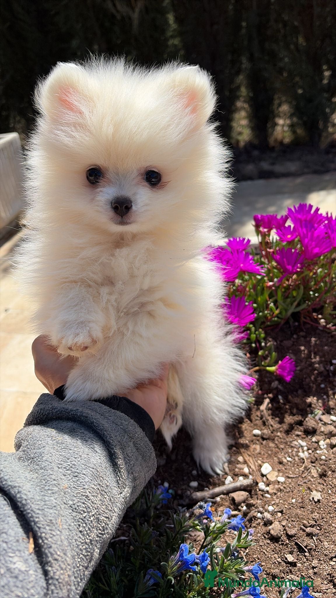 Pomerania perros Pomerania disponibles  - Anuncio 2
