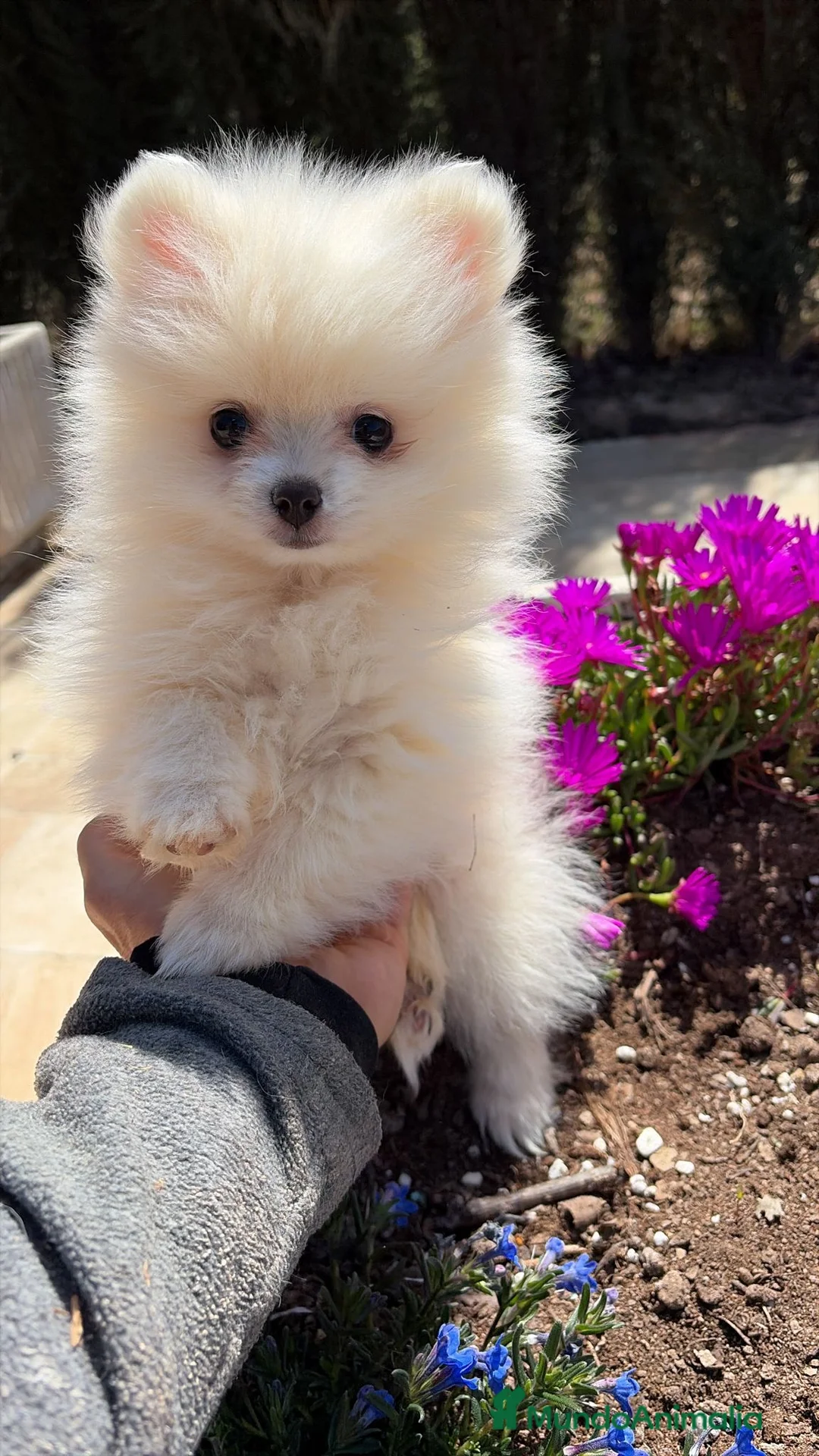 Pomerania perros en venta: Pomerania disponibles  - Anuncio 1
