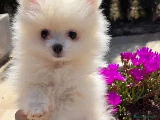 Pomerania perros Pomerania disponibles - Anuncio 2