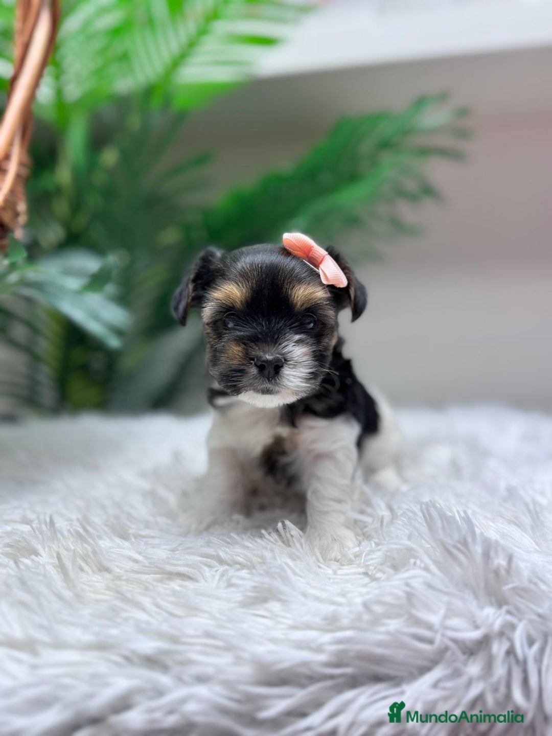 Yorkshire Terrier perros en venta: YORKSHIRE BIEWER HEMBRA - Anuncio 14