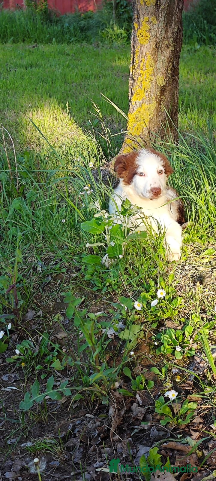 Border Collie perros Border collie  en La Rioja - Anuncio 1