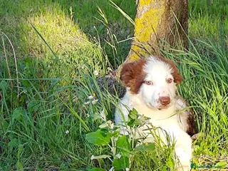 Border Collie perros Border collie en La Rioja - Anuncio 2