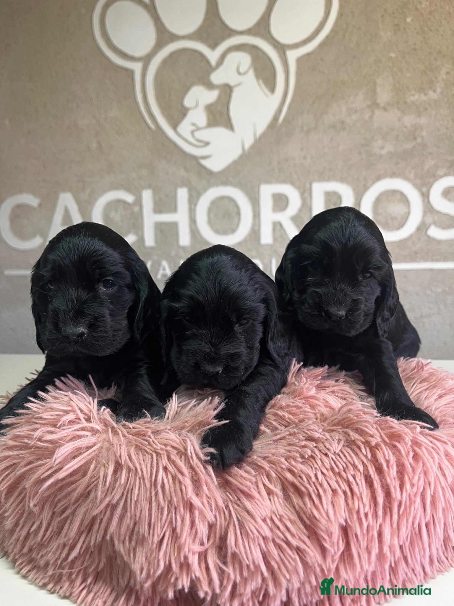 Cocker Spaniel Inglés perros Cocker negro  - Anuncio 4