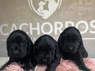 Cocker Spaniel Inglés perros Cocker negro - Anuncio 9