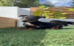 Pinscher Miniatura perros en venta: PINSCHER MINIATURA - Anuncio 3