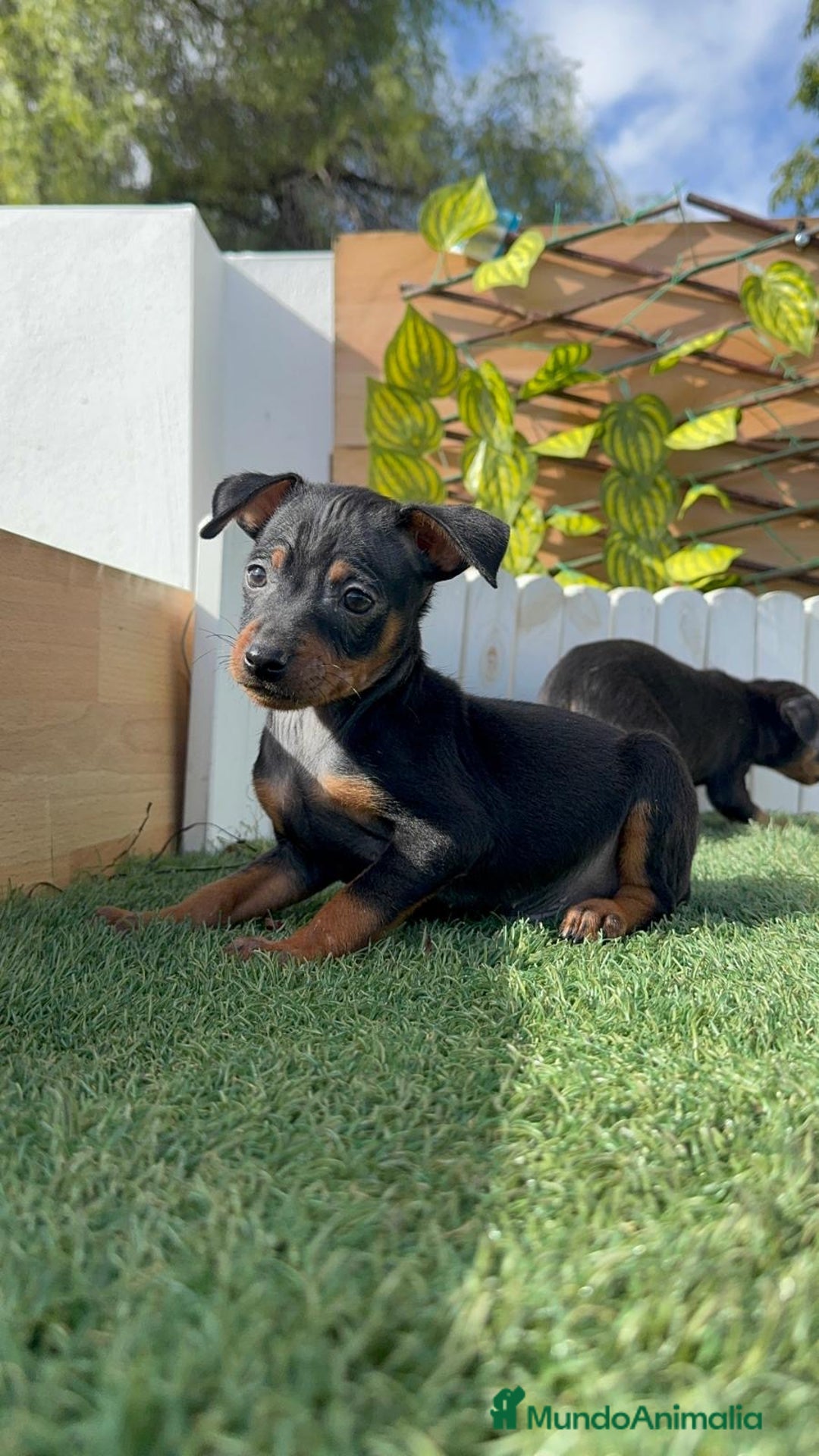 Pinscher Miniatura perros en venta: PINSCHER MINIATURA - Anuncio 3