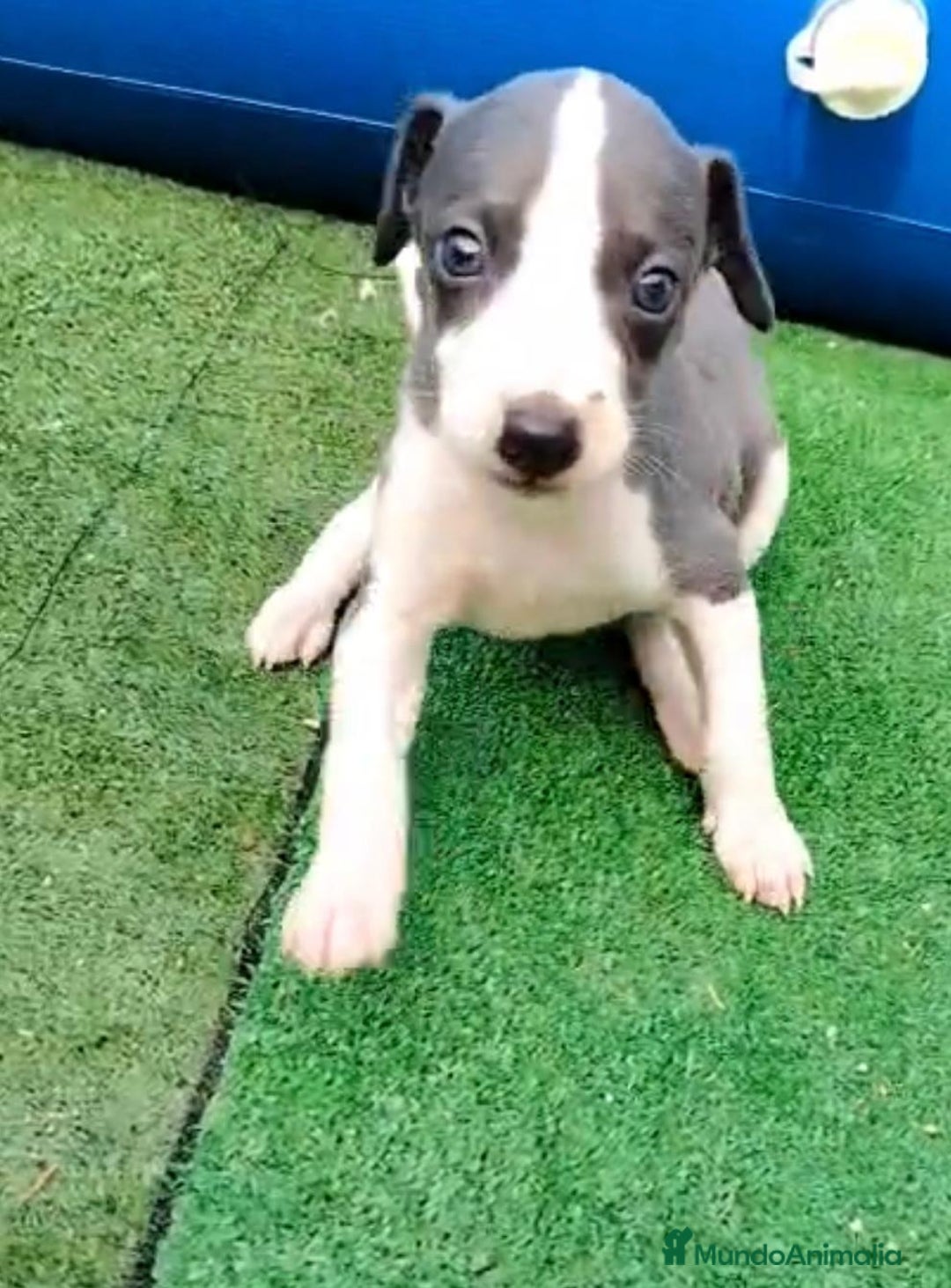 Whippet perros en venta: Whippet blue, isabela verdino - Imagen 7